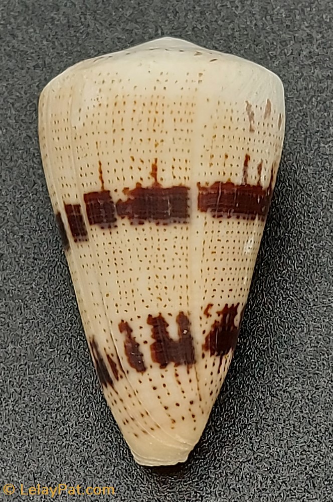 Conus augur coquillage fossile gastropodum conus augur