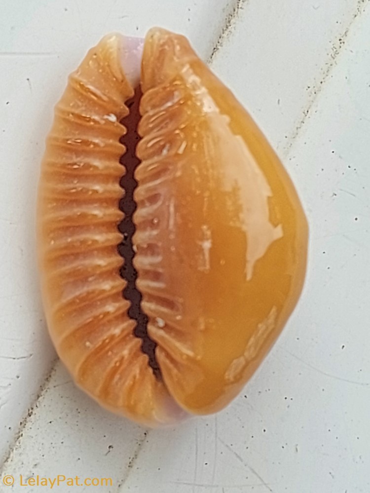 coquillage fossile gastropodum erosaria helvola