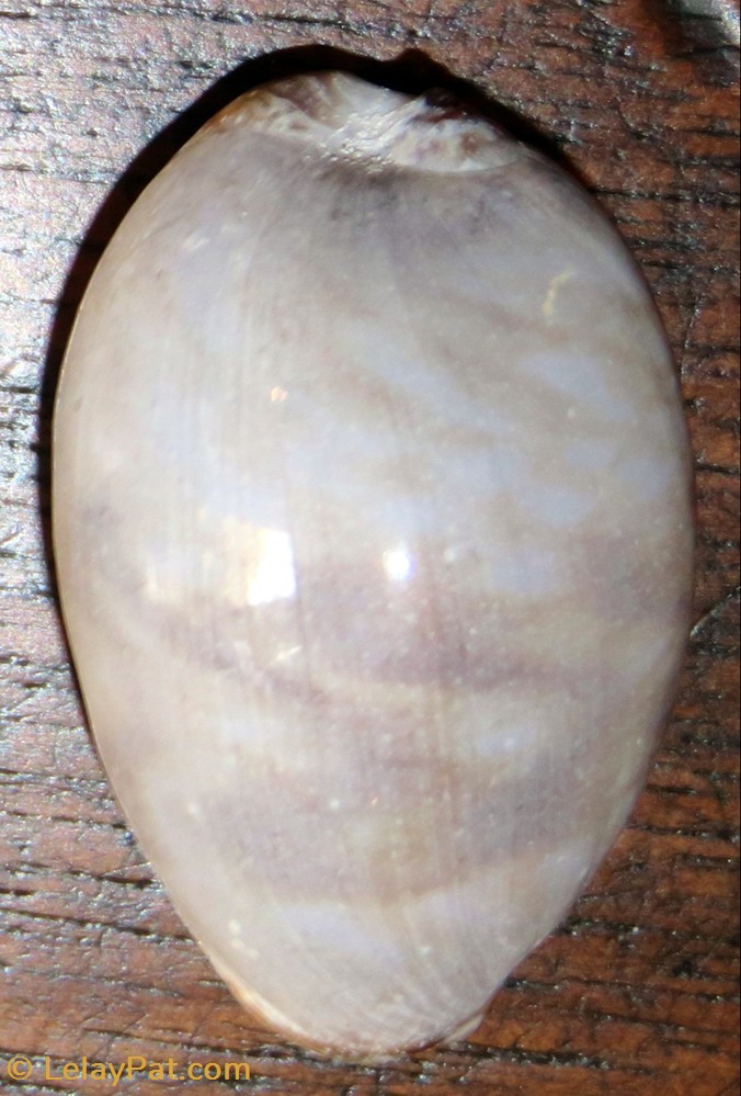 coquillage fossile gastropodum cypraea juvenile mauricia