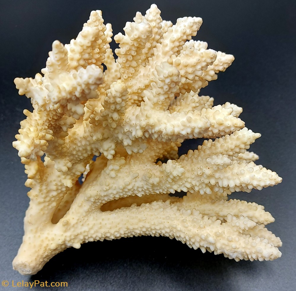 coquillage fossile cnidaire anthozoa coraux et anemone acropora gemmifera