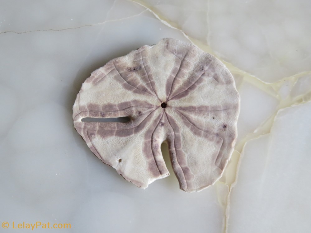 Echinodiscus bisperforatus 3 coquillage fossile autre echinodiscus bisperforatus