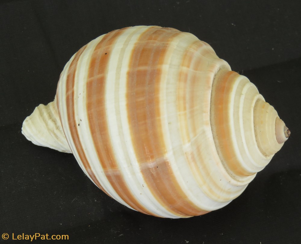 Tonna allium coquillage fossile gastropodum tonna allium
