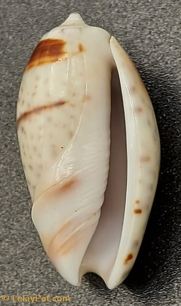 Oliva bulbosa bicingulata coquillage fossile gastropodum oliva bulbosa bicingulata