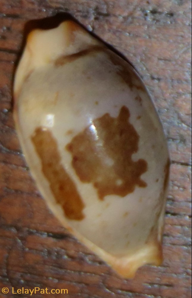 coquillage fossile gastropodum erronea cylindrica
