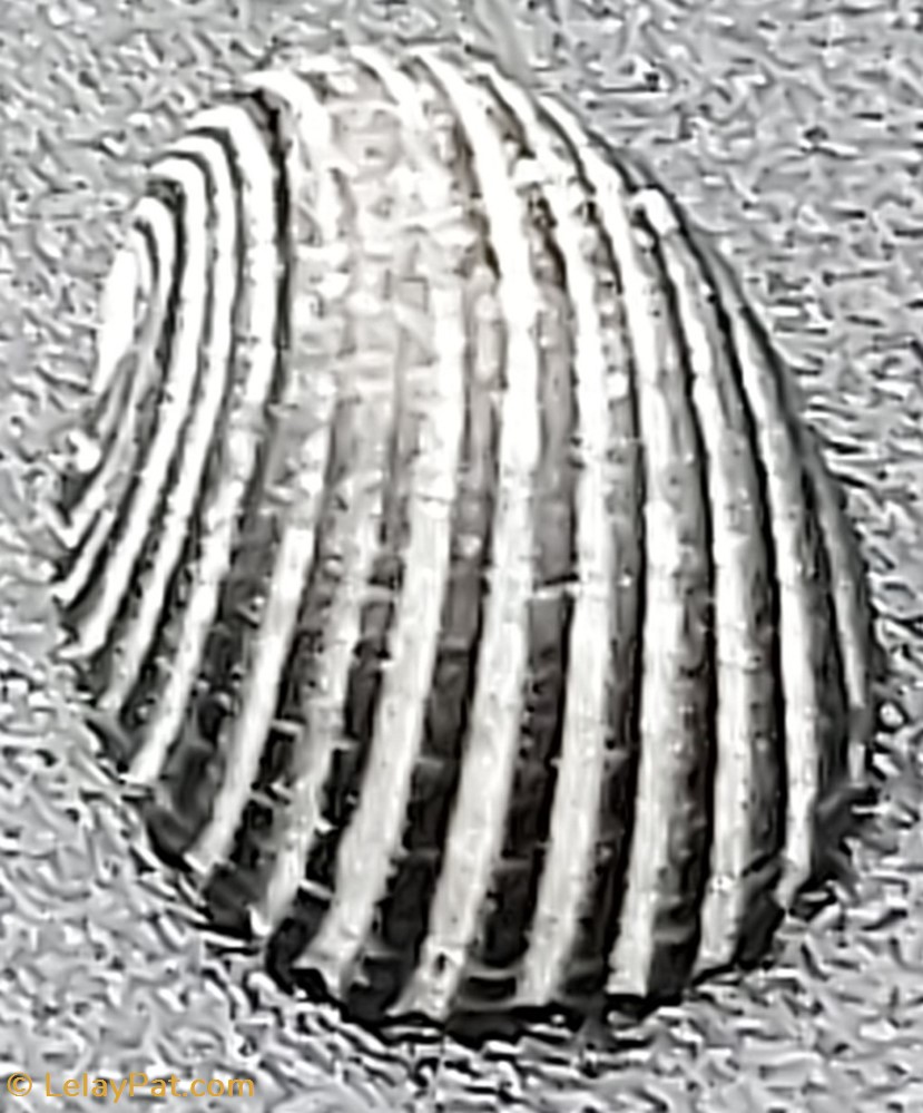 Nerita balteata coquillage fossile gastropodum nerita balteata