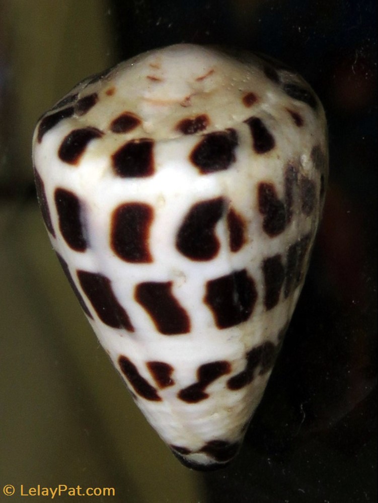 coquillage fossile gastropodum conus ebraeus