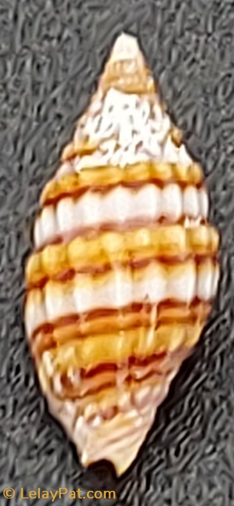 Vexillum venustulum coquillage fossile gastropodum vexillum venustulum