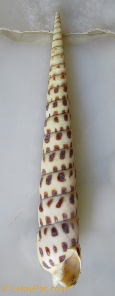 coquillage fossile gastropodum terebra subulata