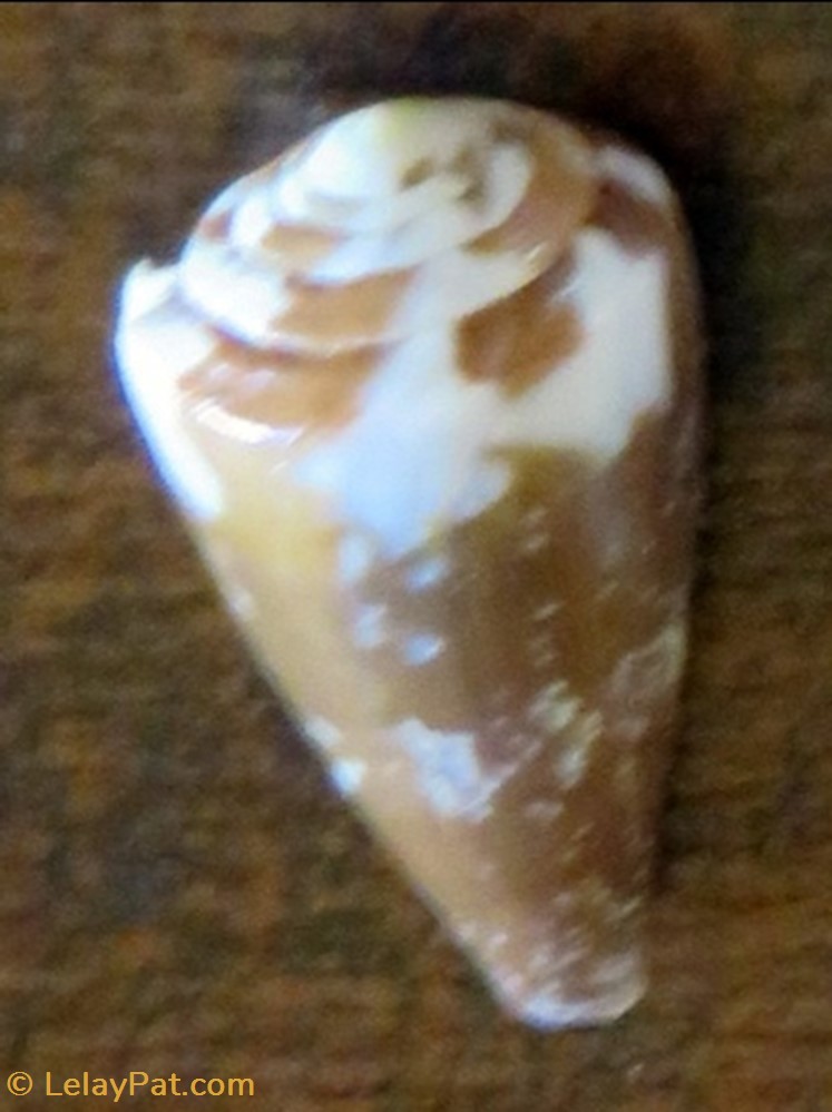 Conus rattus coquillage fossile gastropodum conus rattus