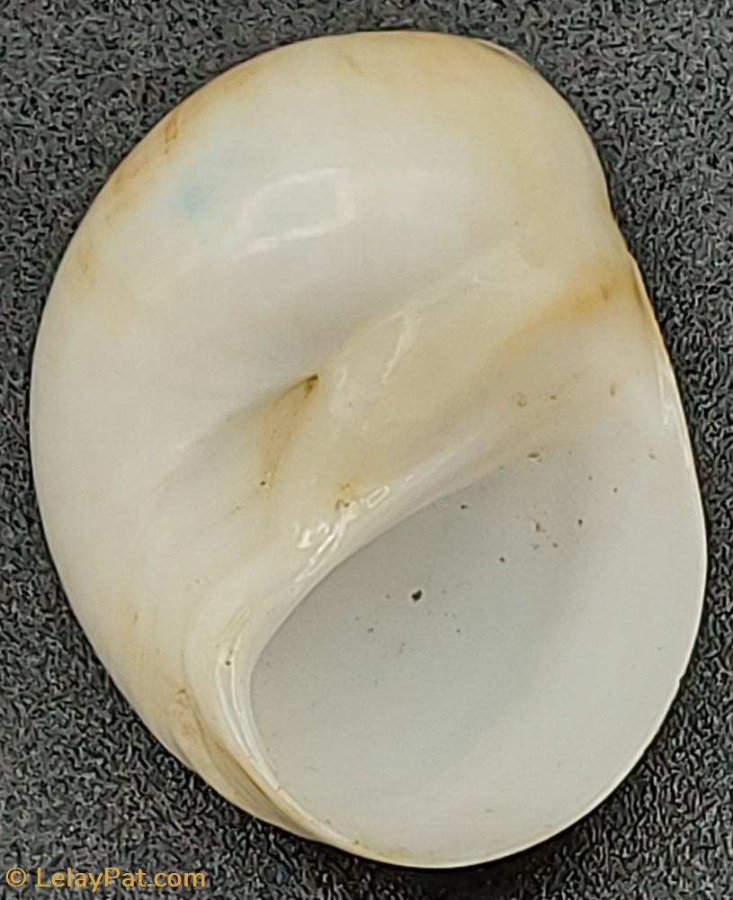 coquillage fossile gastropodum euspira catena