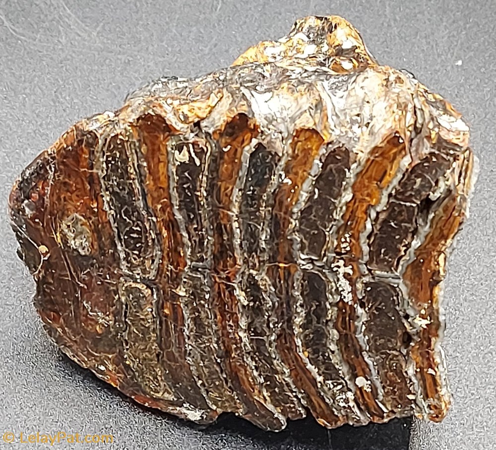 coquillage fossile vertebre dent de mammouth