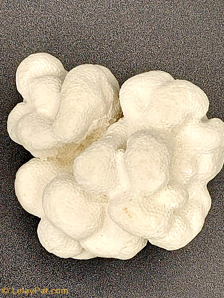 Porites lobata coquillage fossile cnidaire anthozoa coraux et anemone porites lobata