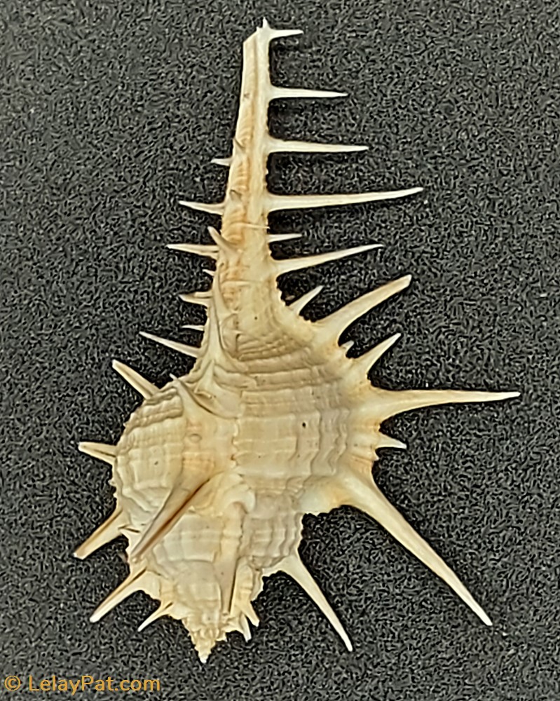Murex 4 coquillage fossile gastropodum murex