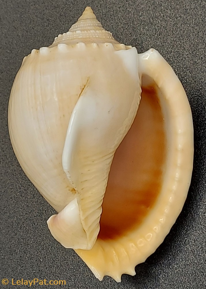 Phalium Glaucum coquillage fossile gastropodum phalium glaucum