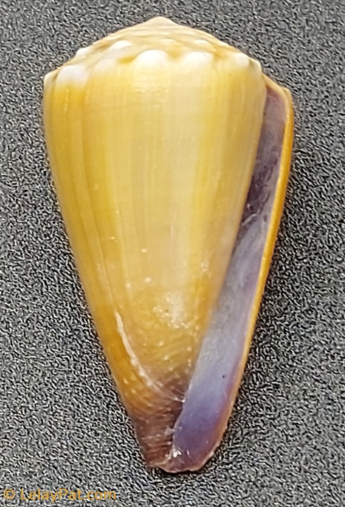 Conus sanguinolentus coquillage fossile gastropodum conus sanguinolentus