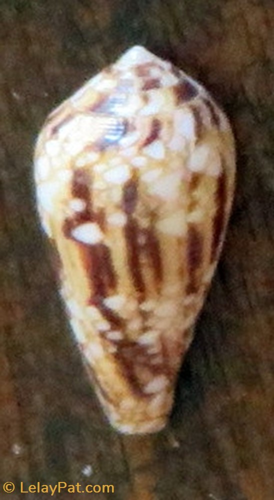 coquillage fossile gastropodum conus legatus