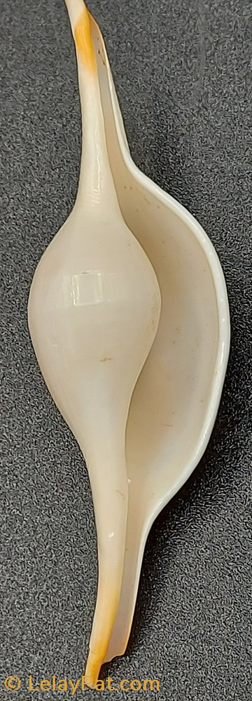 Volva volva coquillage fossile gastropodum volva volva