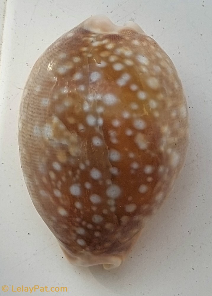 Lyncinia vitellus coquillage fossile gastropodum lyncinia vitellus