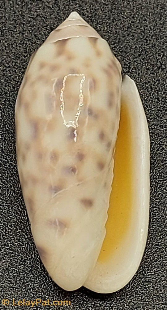 Oliva (Annulatoliva) maculata coquillage fossile gastropodum oliva annulatoliva maculata