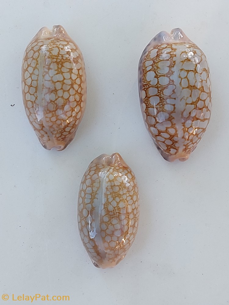 coquillage fossile gastropodum mauricia scurra