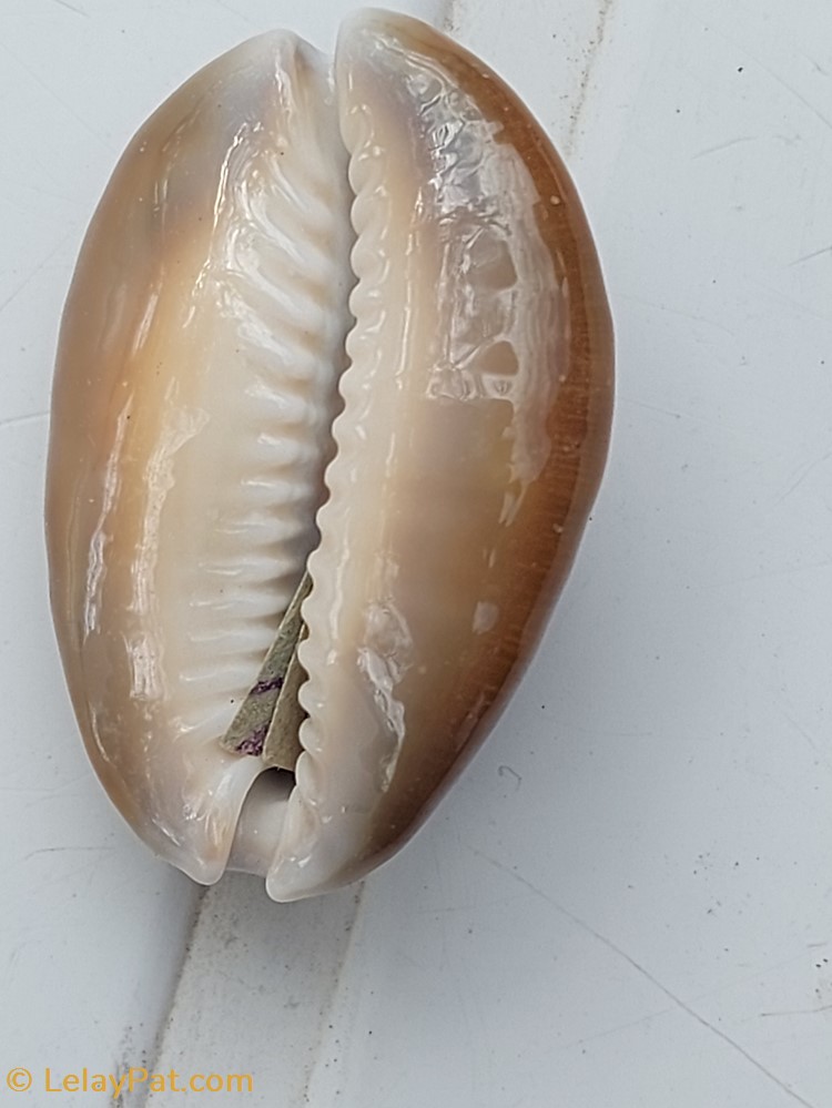 Monetaria caputserpentis 2 coquillage fossile gastropodum monetaria caputserpentis