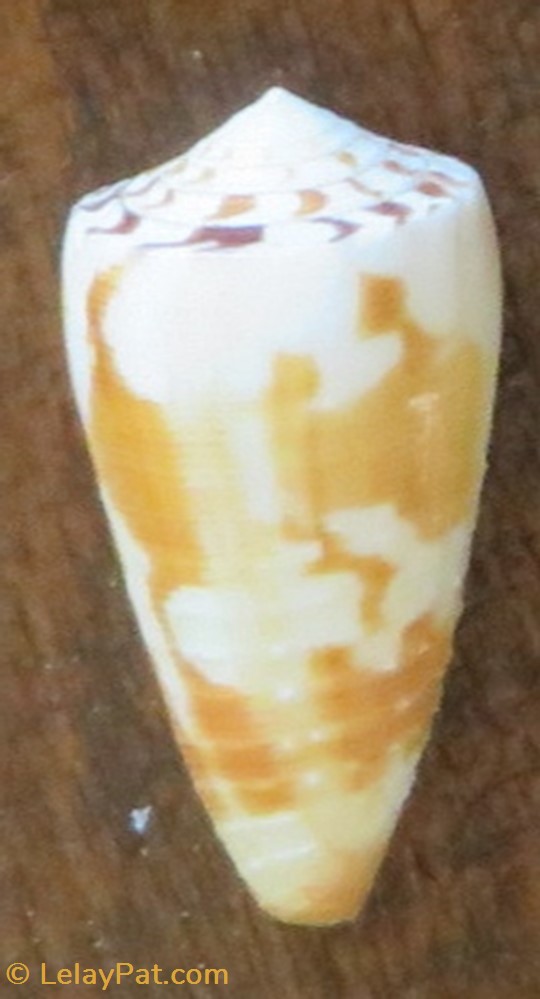 Conus janus 3 coquillage fossile gastropodum conus janus