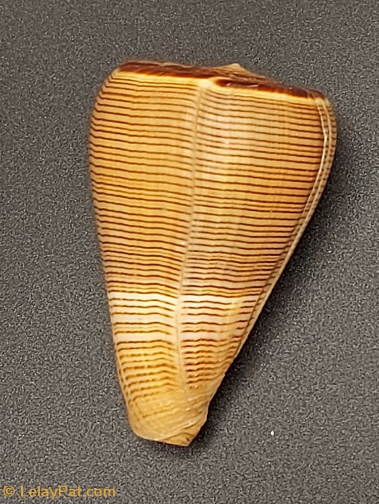 coquillage fossile gastropodum conus figulinus