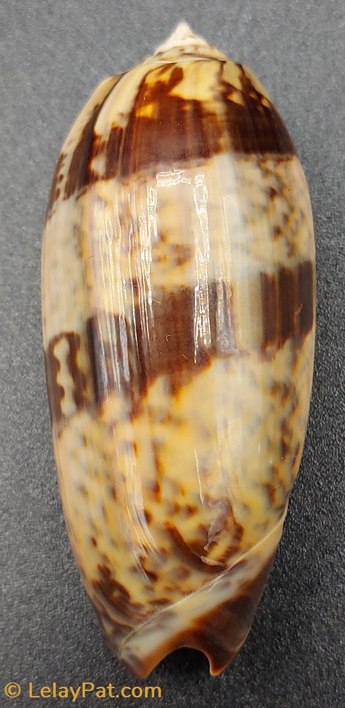 Oliva miniacea tremulina 3 coquillage fossile gastropodum oliva miniacea tremulina