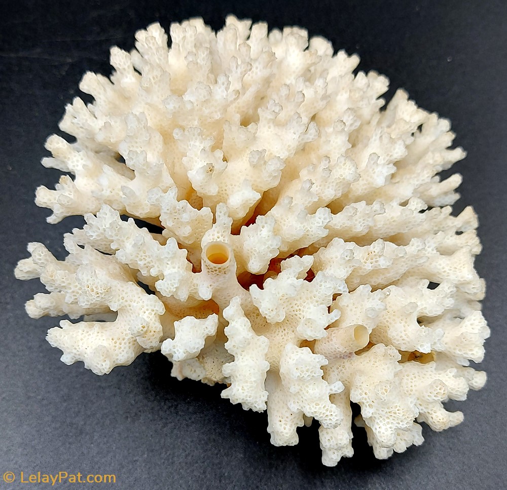 Acropora hyacinthus coquillage fossile cnidaire anthozoa coraux et anemone acropora hyacinthus