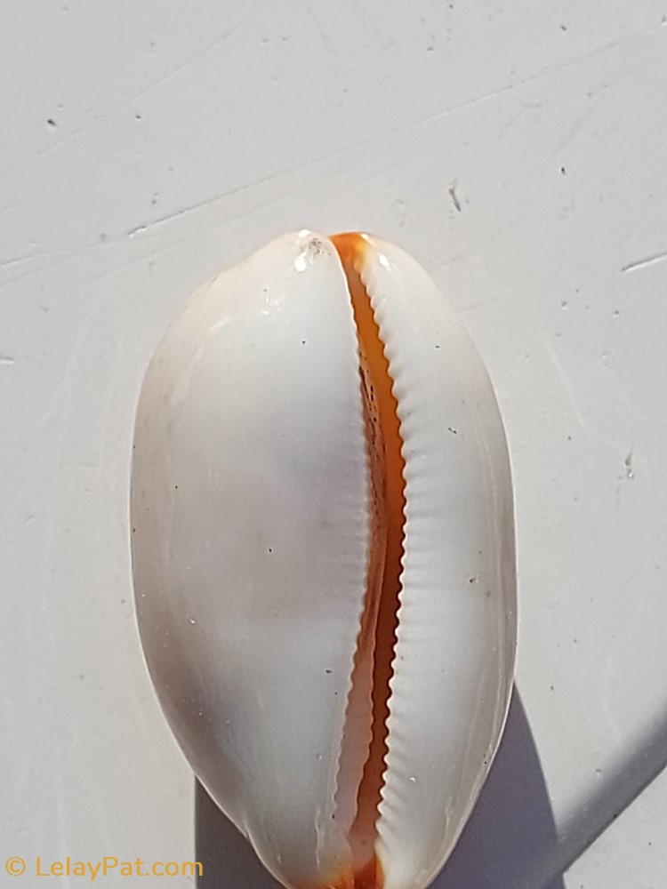 coquillage fossile gastropodum luria isabella