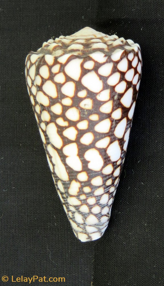 coquillage fossile gastropodum conus marmoreus