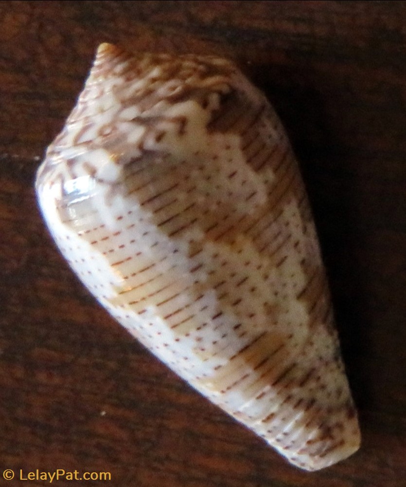 Conus striolatus 2 coquillage fossile gastropodum conus striolatus