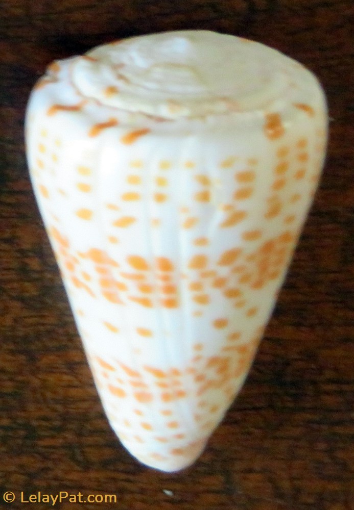 Conus tessulatus 4 coquillage fossile gastropodum conus tessulatus