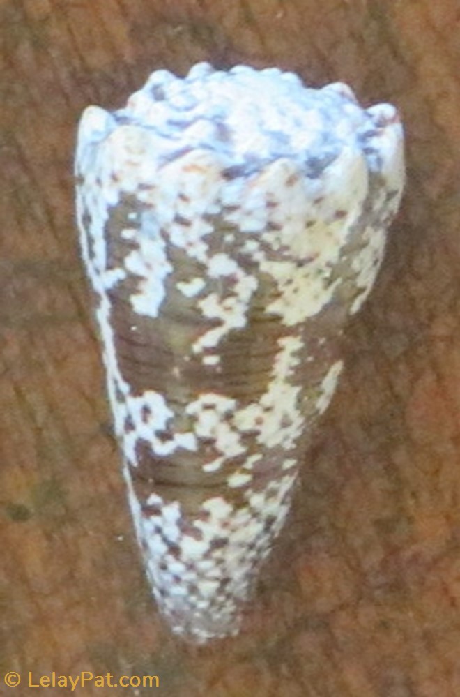 coquillage fossile gastropodum conus imperialis