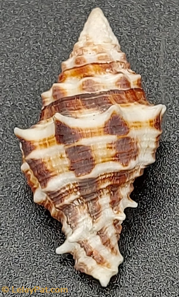 Latirus polygonus coquillage fossile gastropodum latirus polygonus