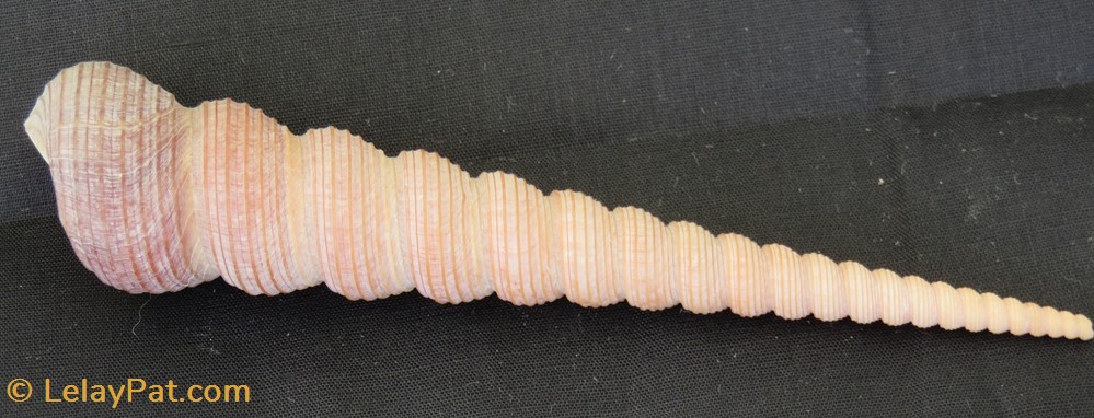 coquillage fossile gastropodum turritella terebra
