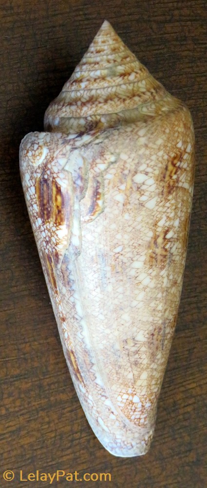 coquillage fossile gastropodum conus gloriamaris