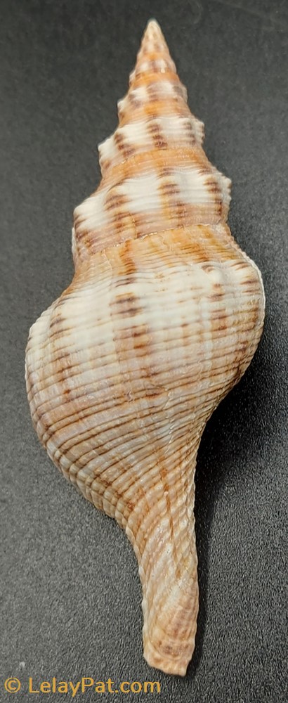 Filifusus filamentosus coquillage fossile gastropodum filifusus filamentosus