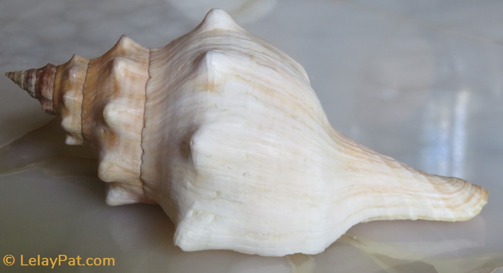 Fusinus rostratus 3 coquillage fossile gastropodum fusinus rostratus
