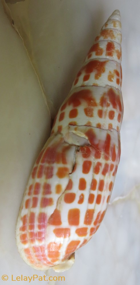 Mitra mitra 2 coquillage fossile gastropodum mitra mitra