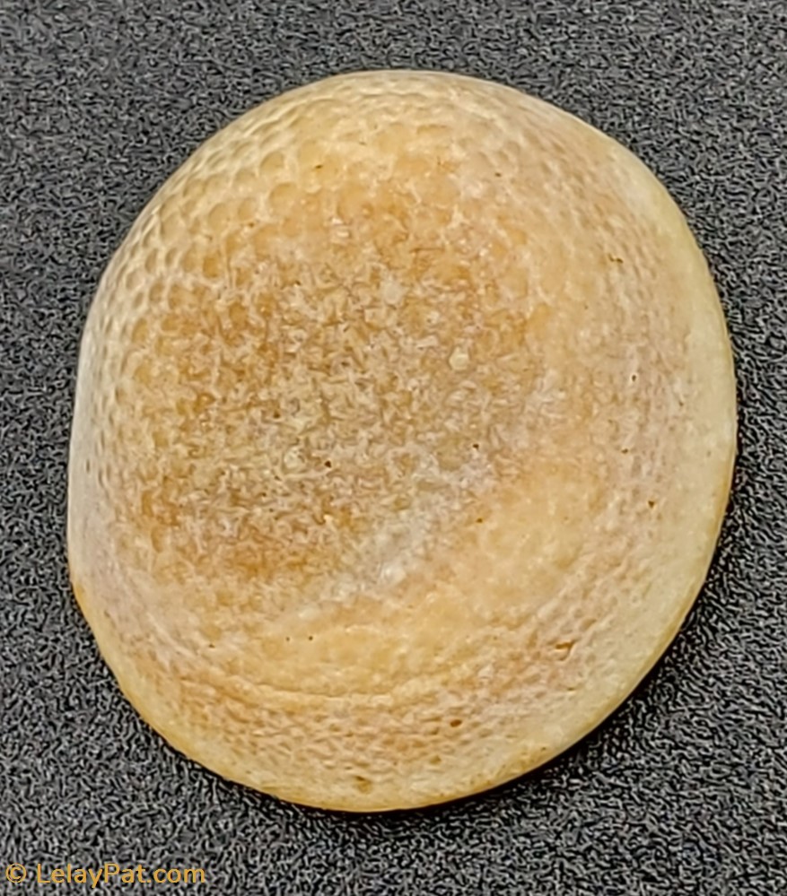 Œil de Turbo coquillage fossile autre il de turbo