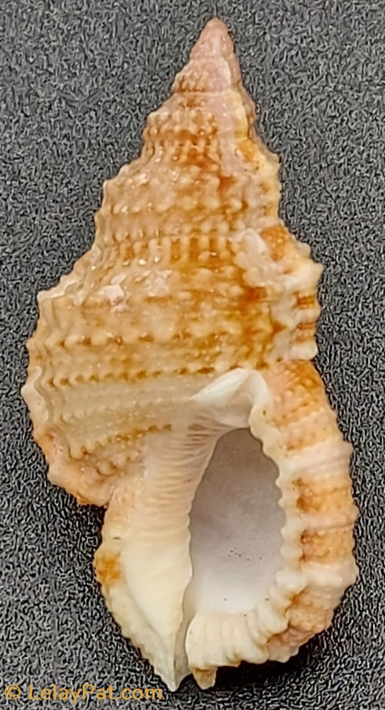 coquillage fossile gastropodum ranella olearium