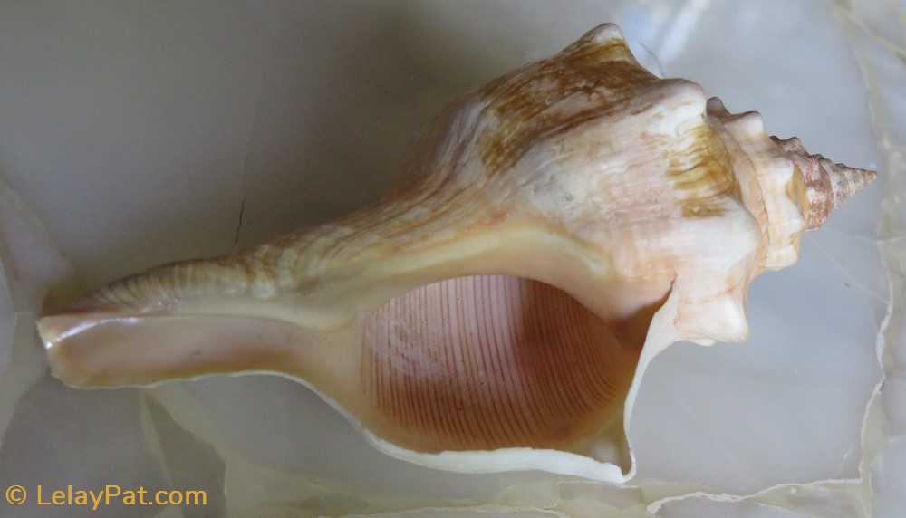 Fusinus rostratus 2 coquillage fossile gastropodum fusinus rostratus
