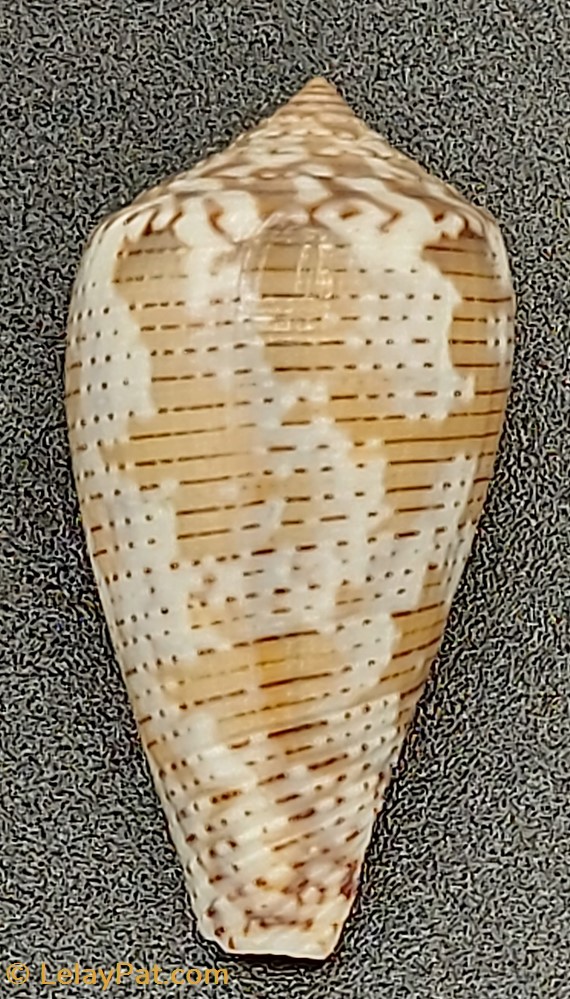 Conus striolatus coquillage fossile gastropodum conus striolatus