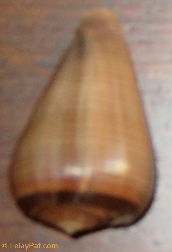 coquillage fossile gastropodum conus figulinus