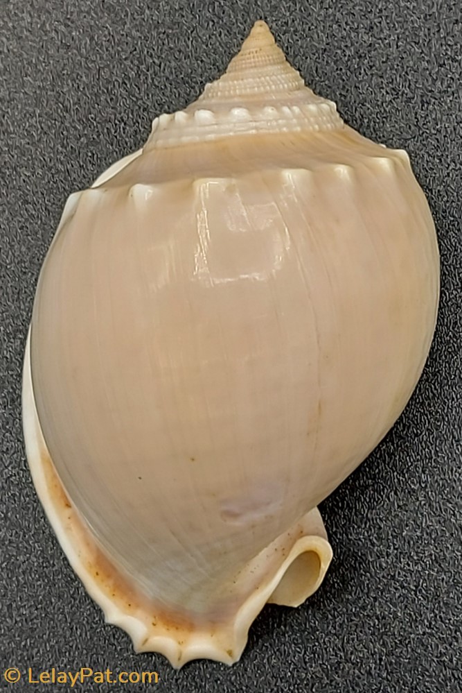 Phalium Glaucum coquillage fossile gastropodum phalium glaucum