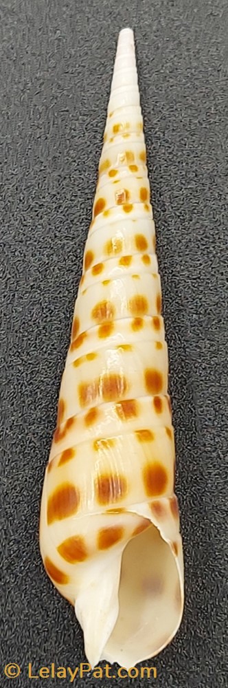 coquillage fossile gastropodum oxymeris areolata