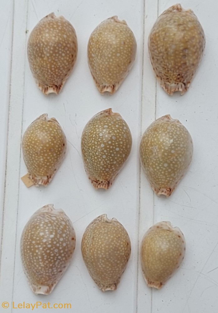 coquillage fossile gastropodum naria lamarckii
