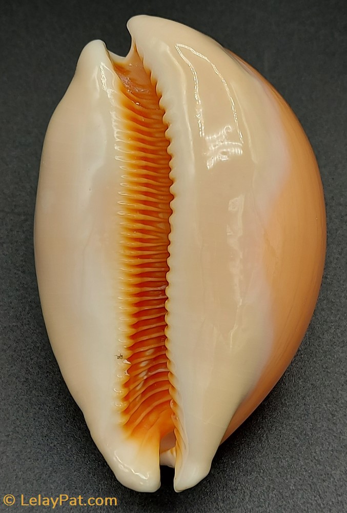 Callistocypraea aurantium coquillage fossile gastropodum callistocypraea aurantium
