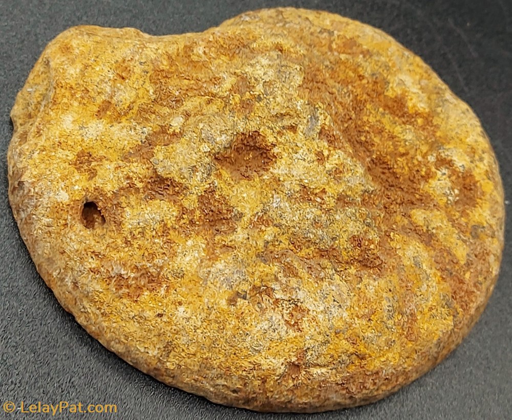 coquillage fossile invertebre ammonite